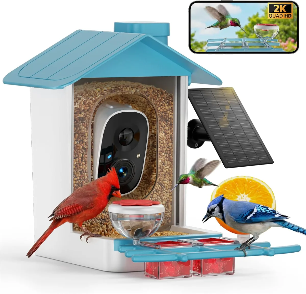 Person watching smartphone alert from Bird Feeder with Camera capturing a cardinal in 2K HD video